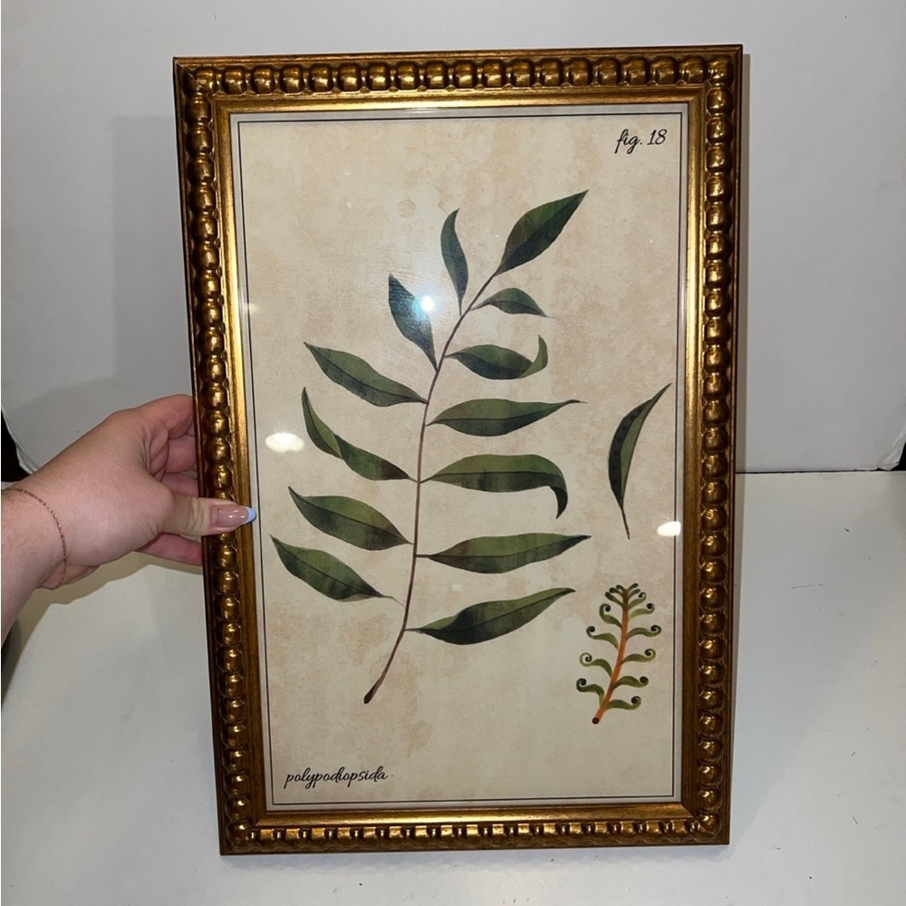 Polypodiopsida fig.18 picture frame decor - Picture 2 of 8